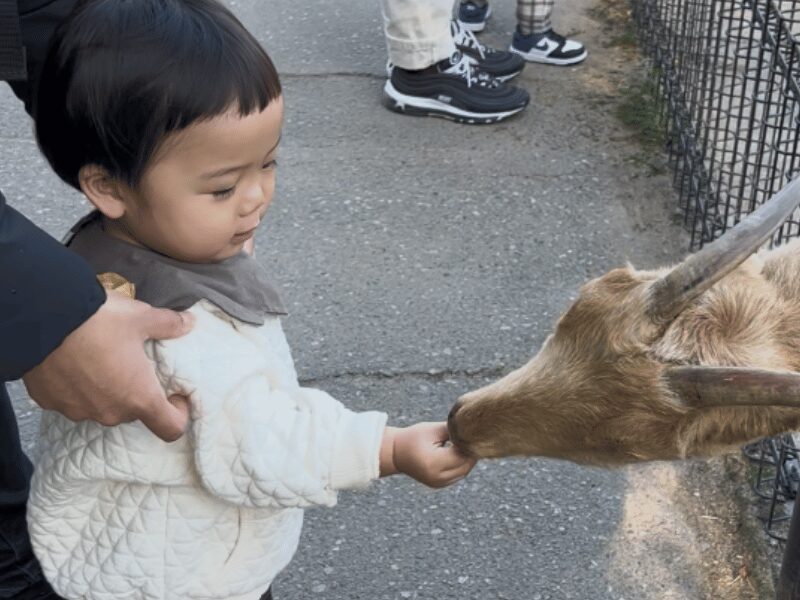 宮崎市フェニックス自然動物園でヤギに餌をあげる息子の写真