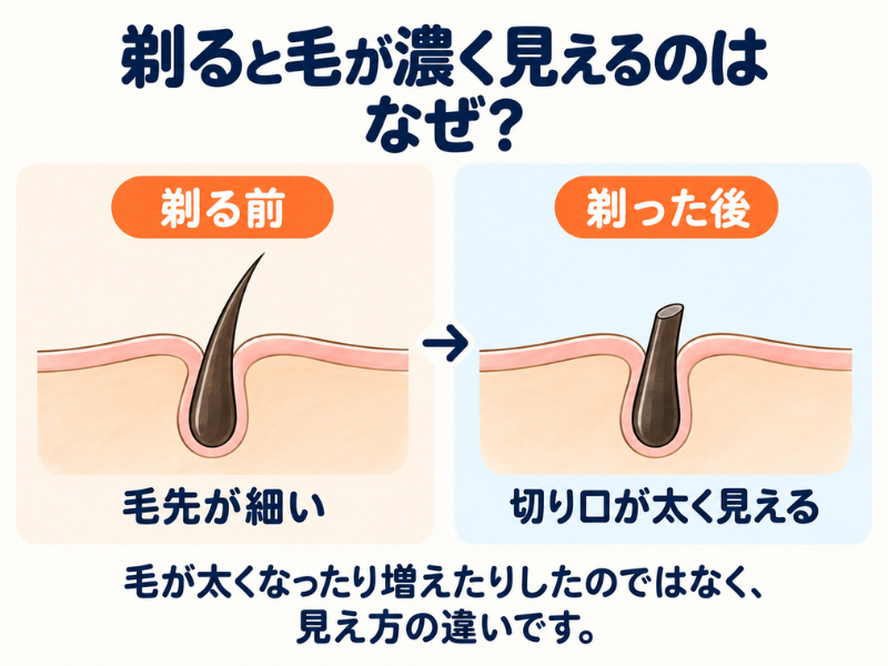 剃ると毛が濃く見える理由を解説したイラスト図解（毛の断面によって太く見える仕組み）